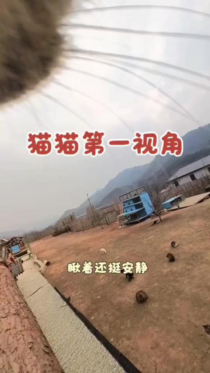 @小可爱猫猫们