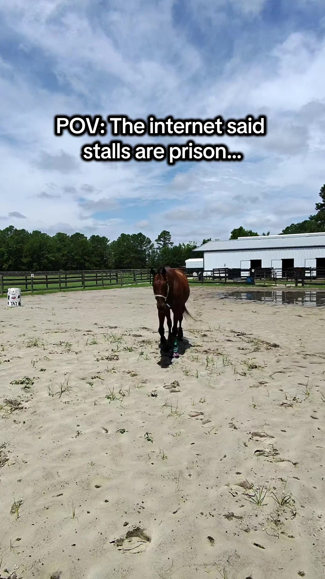 @Lacy & Shooter the OTTB