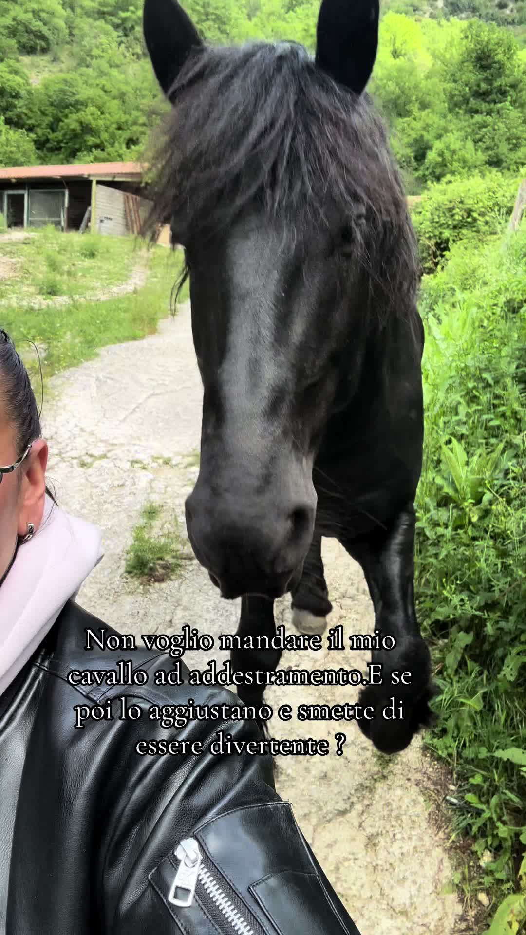 @black_the_friesian