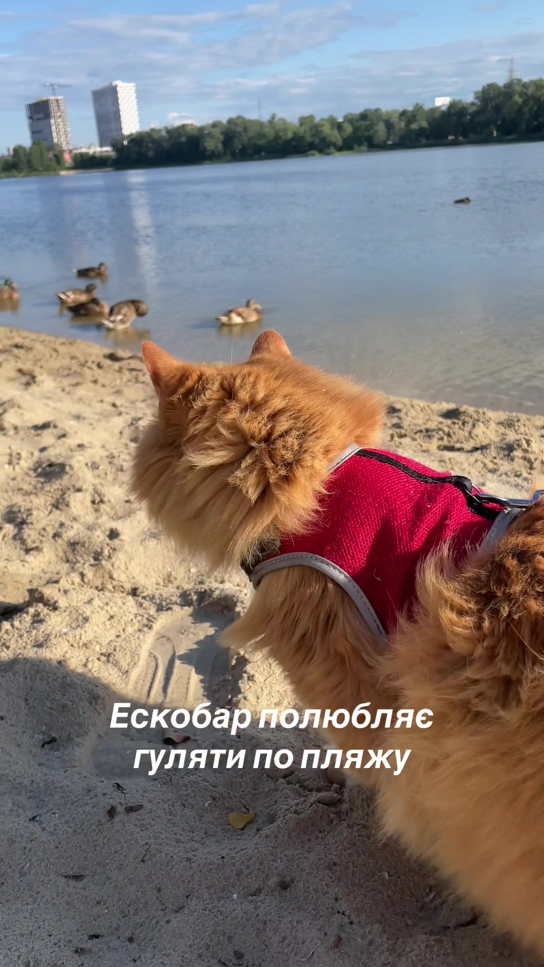 @@belirinka