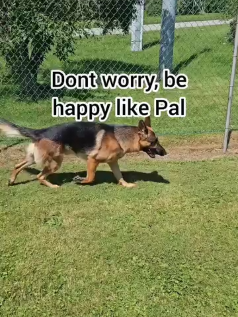 @BuddyandMikes Pal
