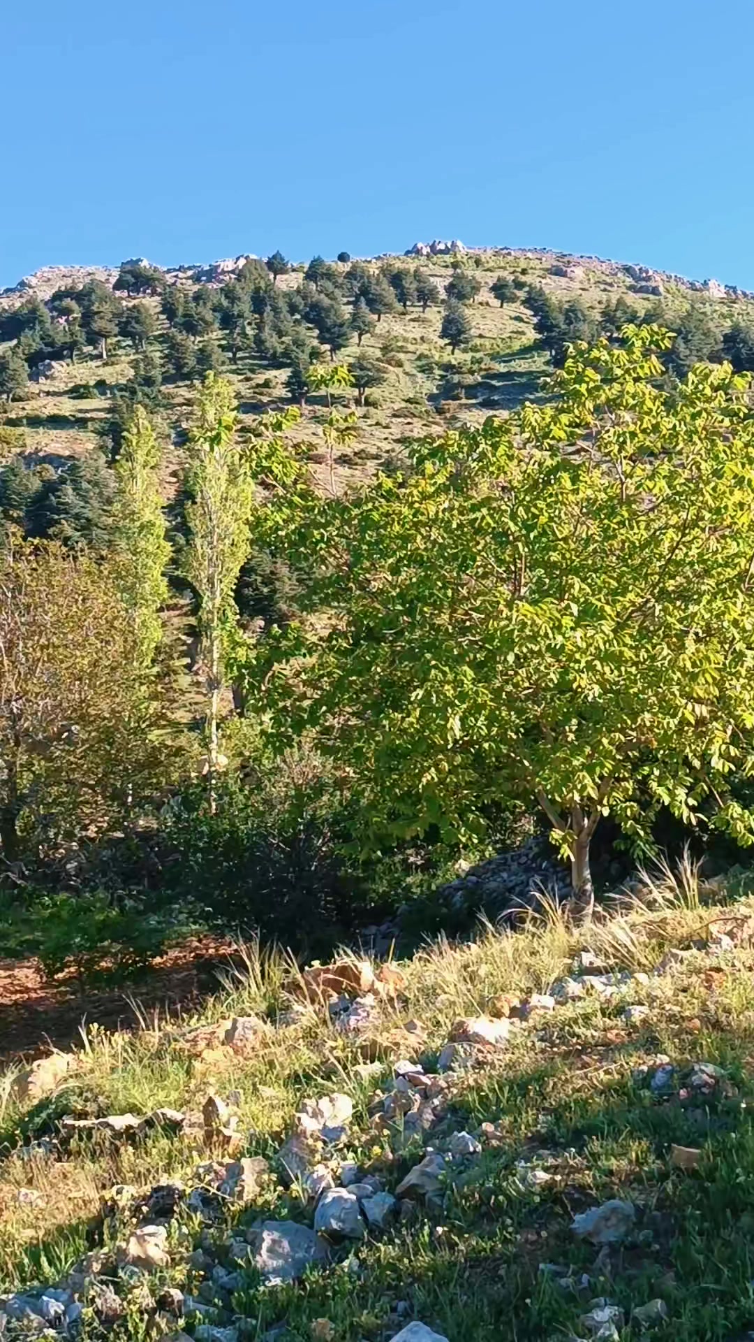@DAĞCI.46