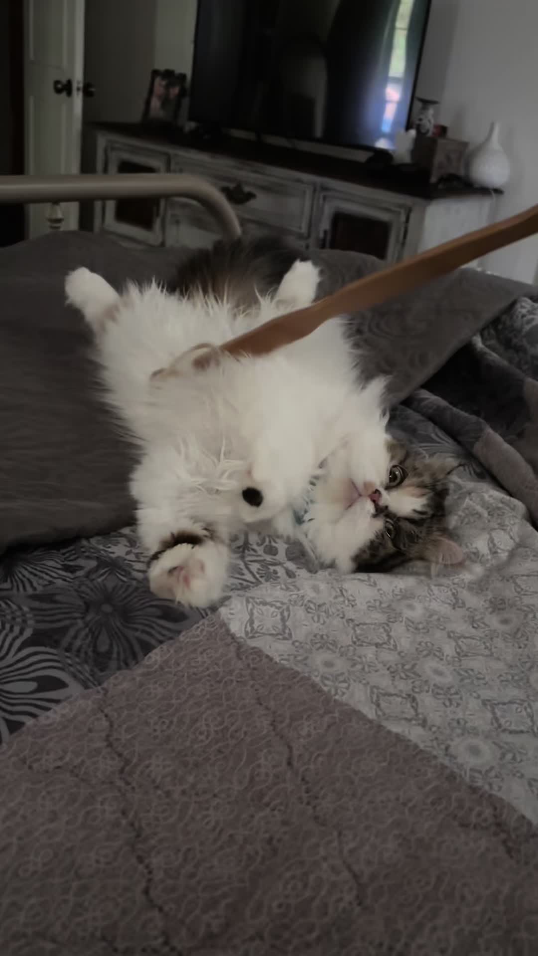 @Melissa’s9Lilfluffs