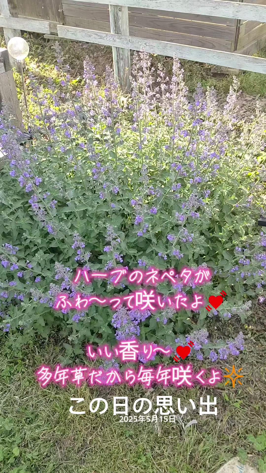 @ANIMAL♡M