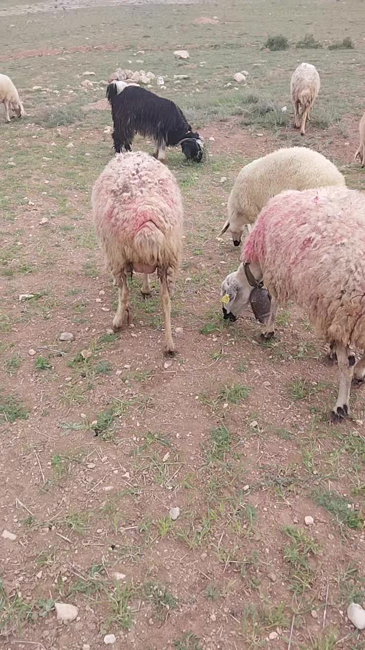 @Ismail Çapar42