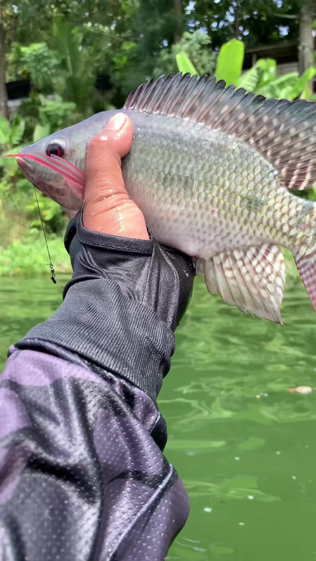 @MAFIA FISHING