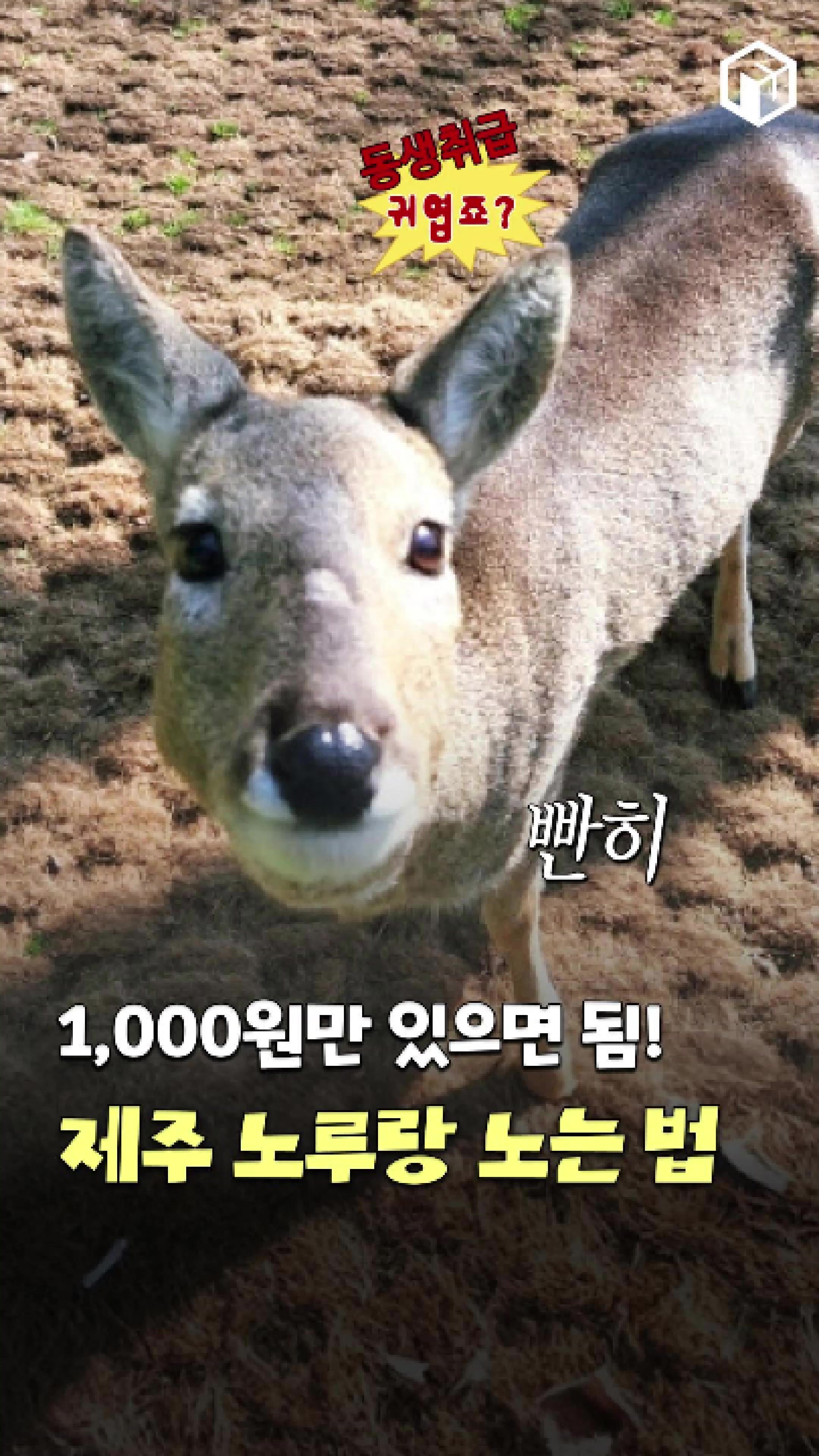 @제주톡톡