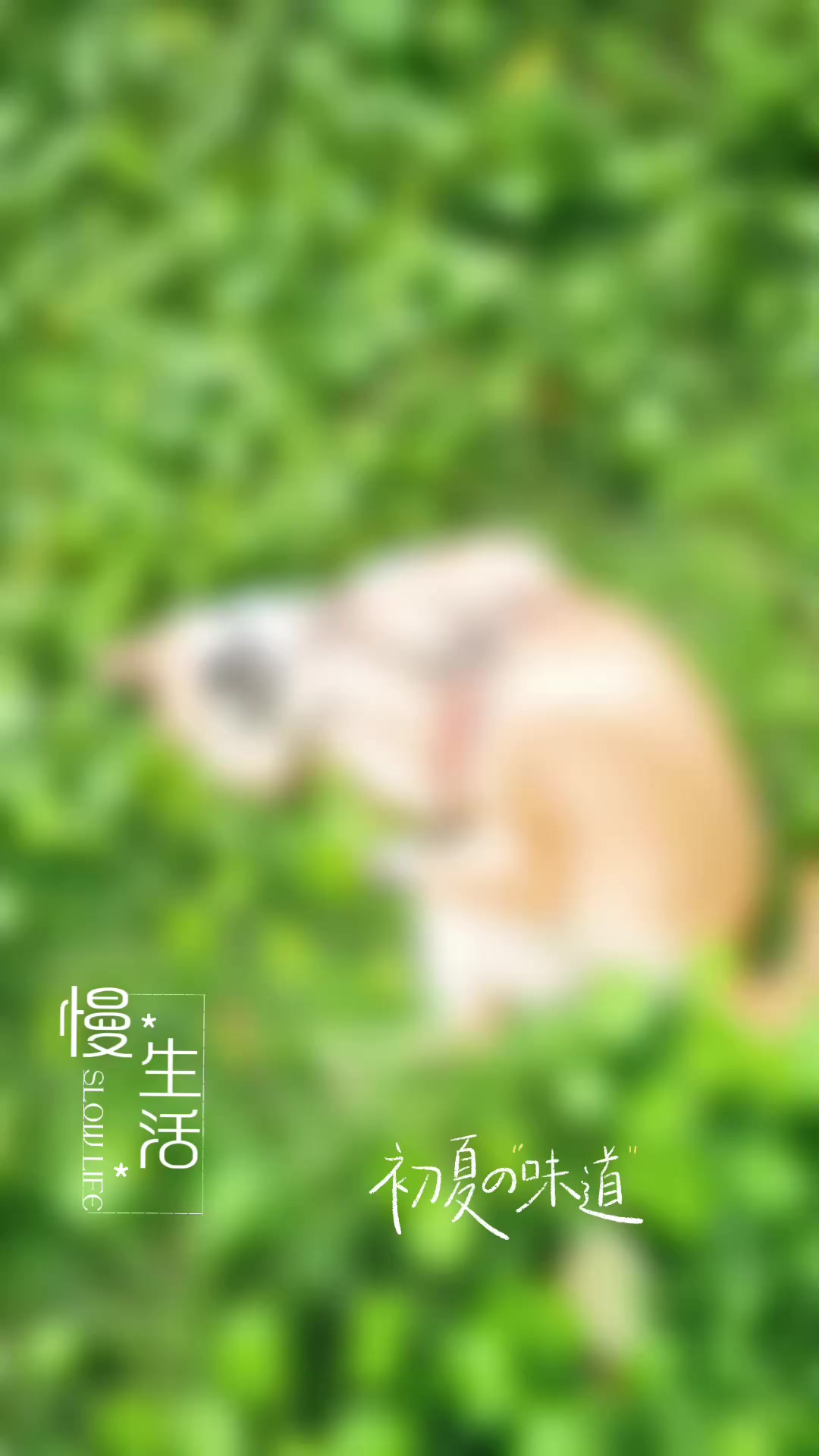 @浮生若夢