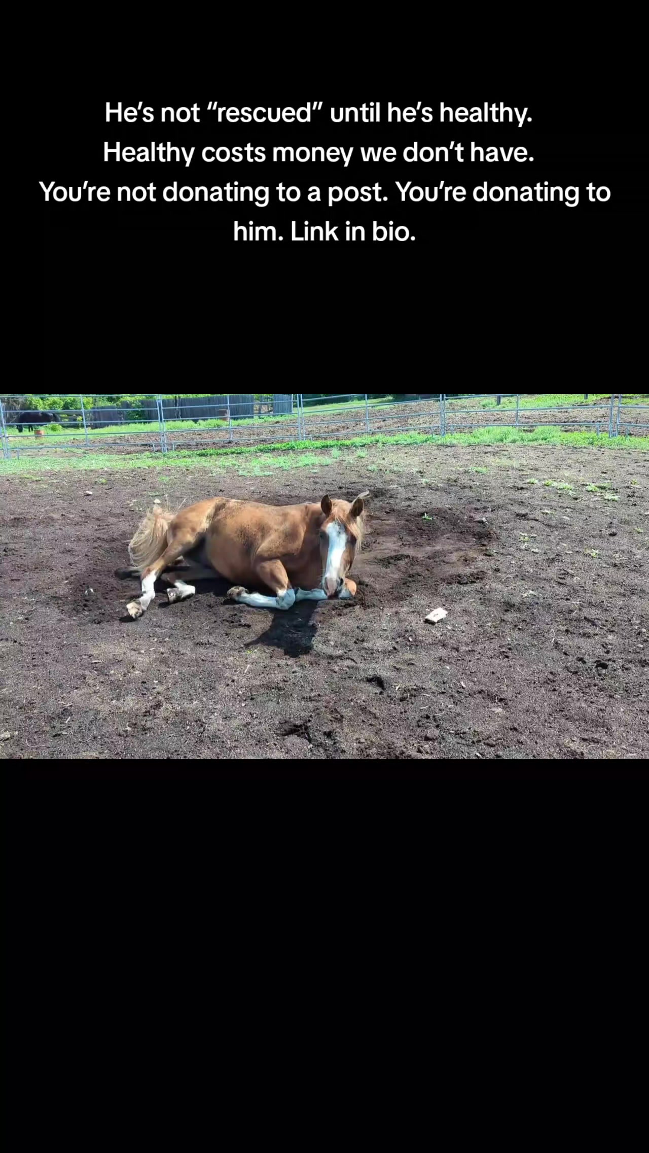 @REBORN ANIMAL RESCUER