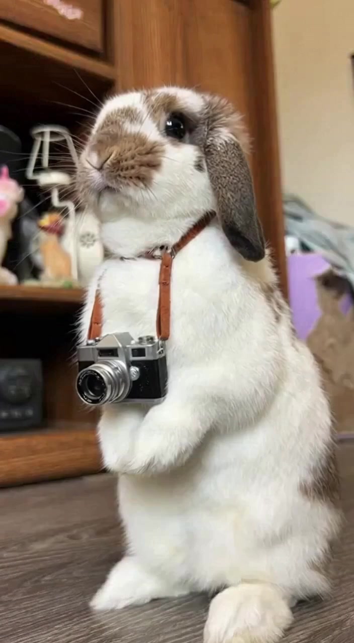 @Mrdivaandgizmoandfriends