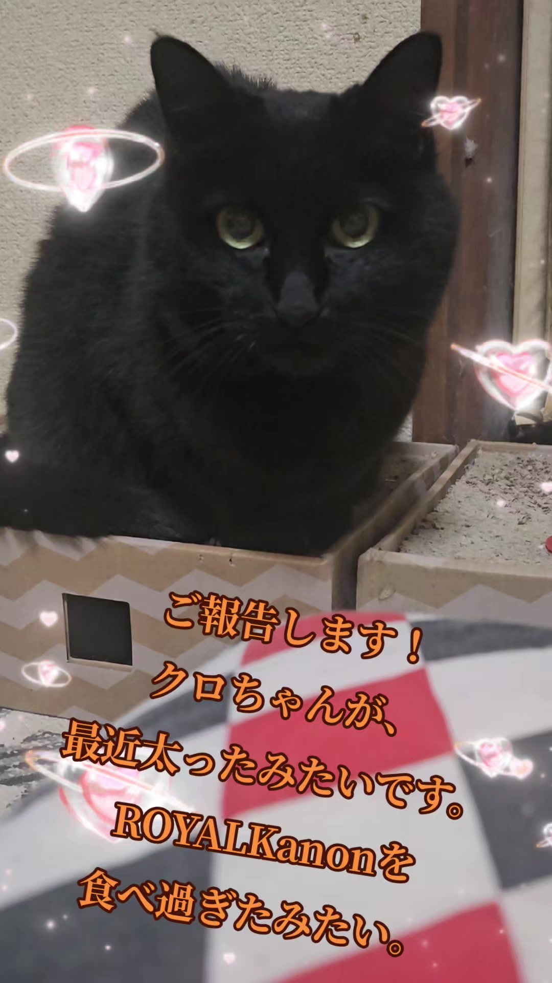 @黒猫の凱旋➿️