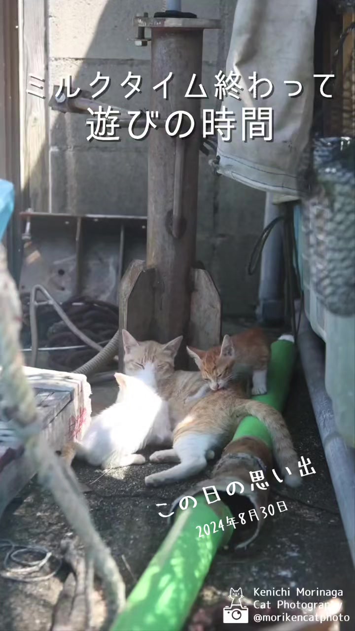 @猫写真家 森永健一