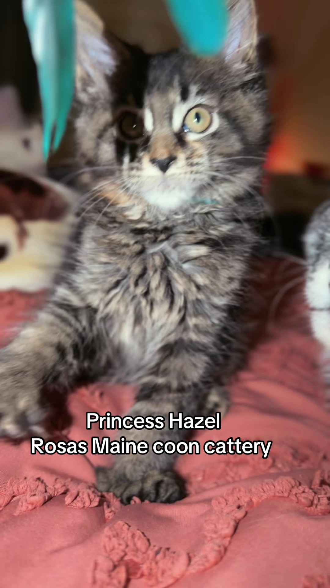 @Rosa’s maine coon in Texas🧛