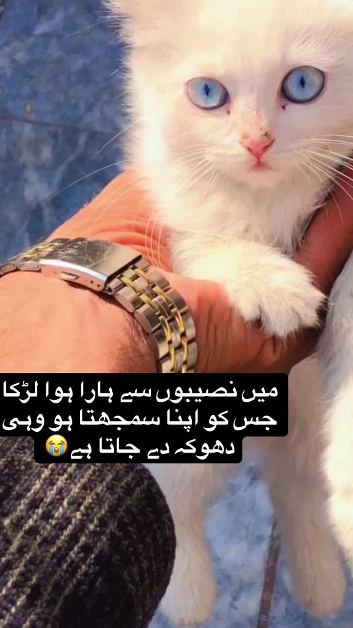 @🔥🐅لاڈی چوہدری🥀💫