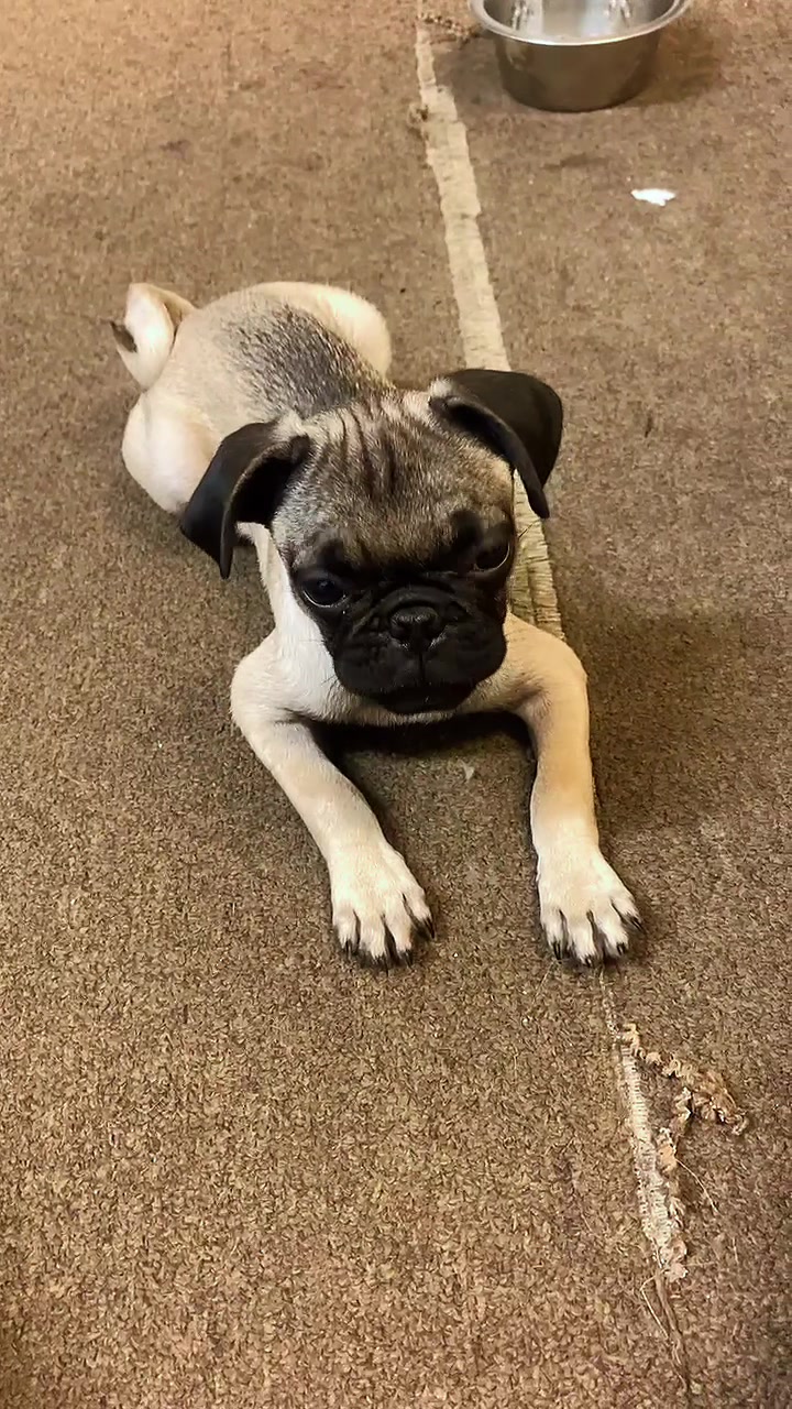 @Puggo ❤️