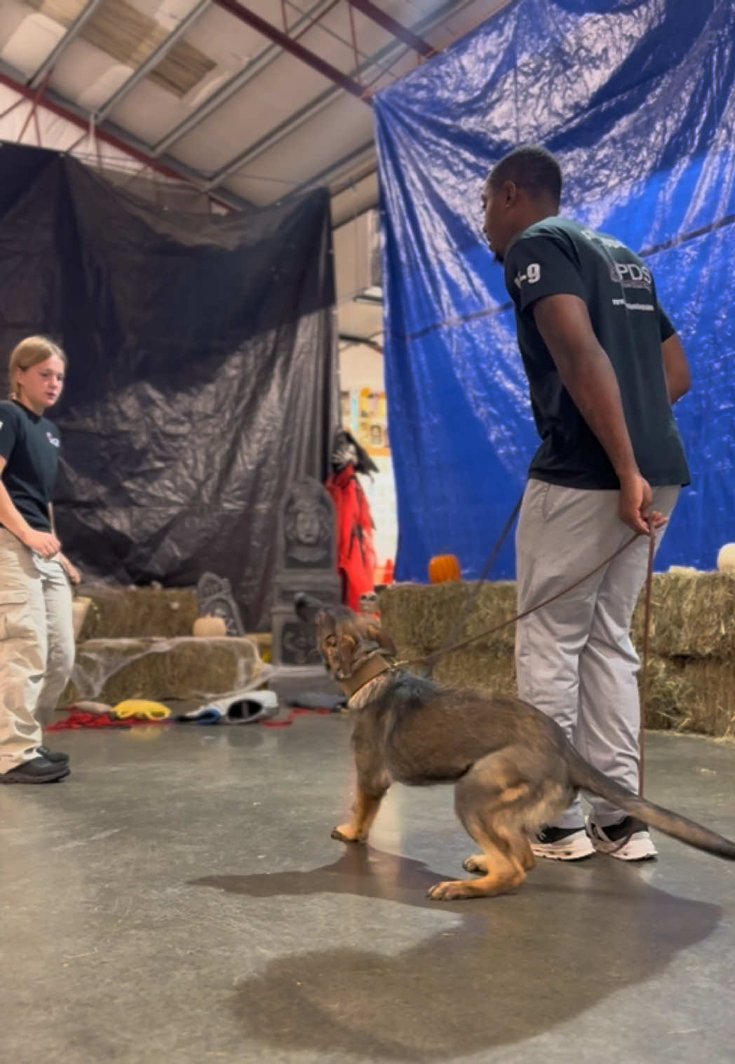 @Protection Dog Sales