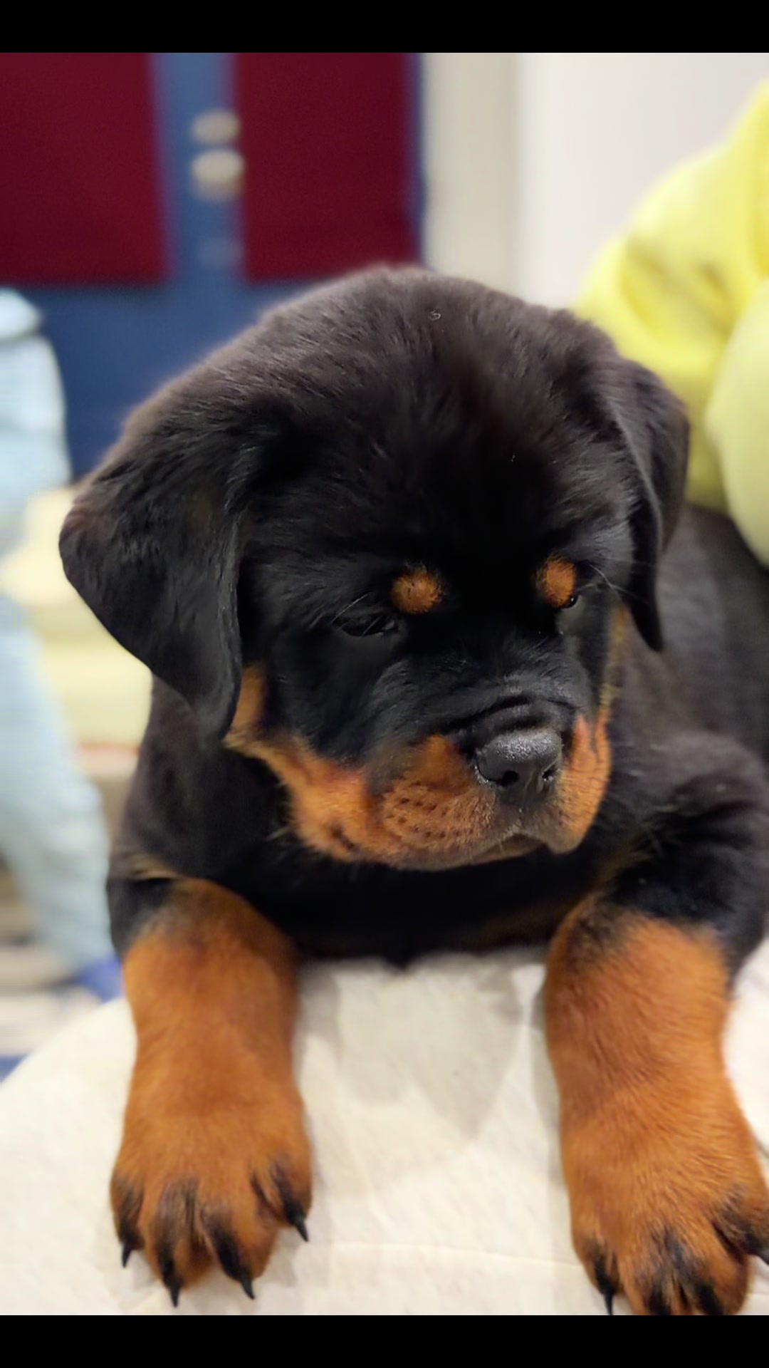 @King Vasko Rottweilers