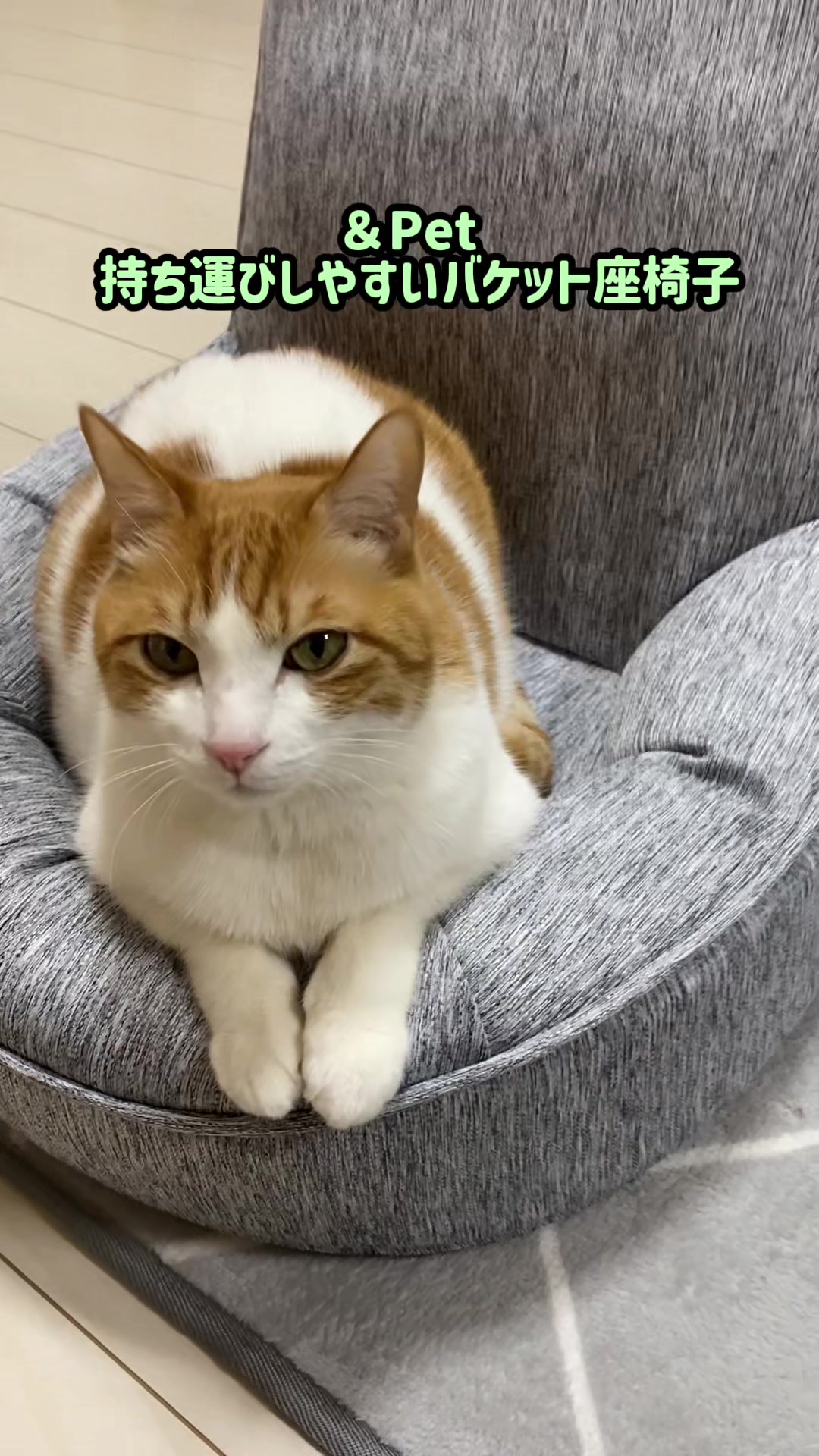 @猫のはっさく