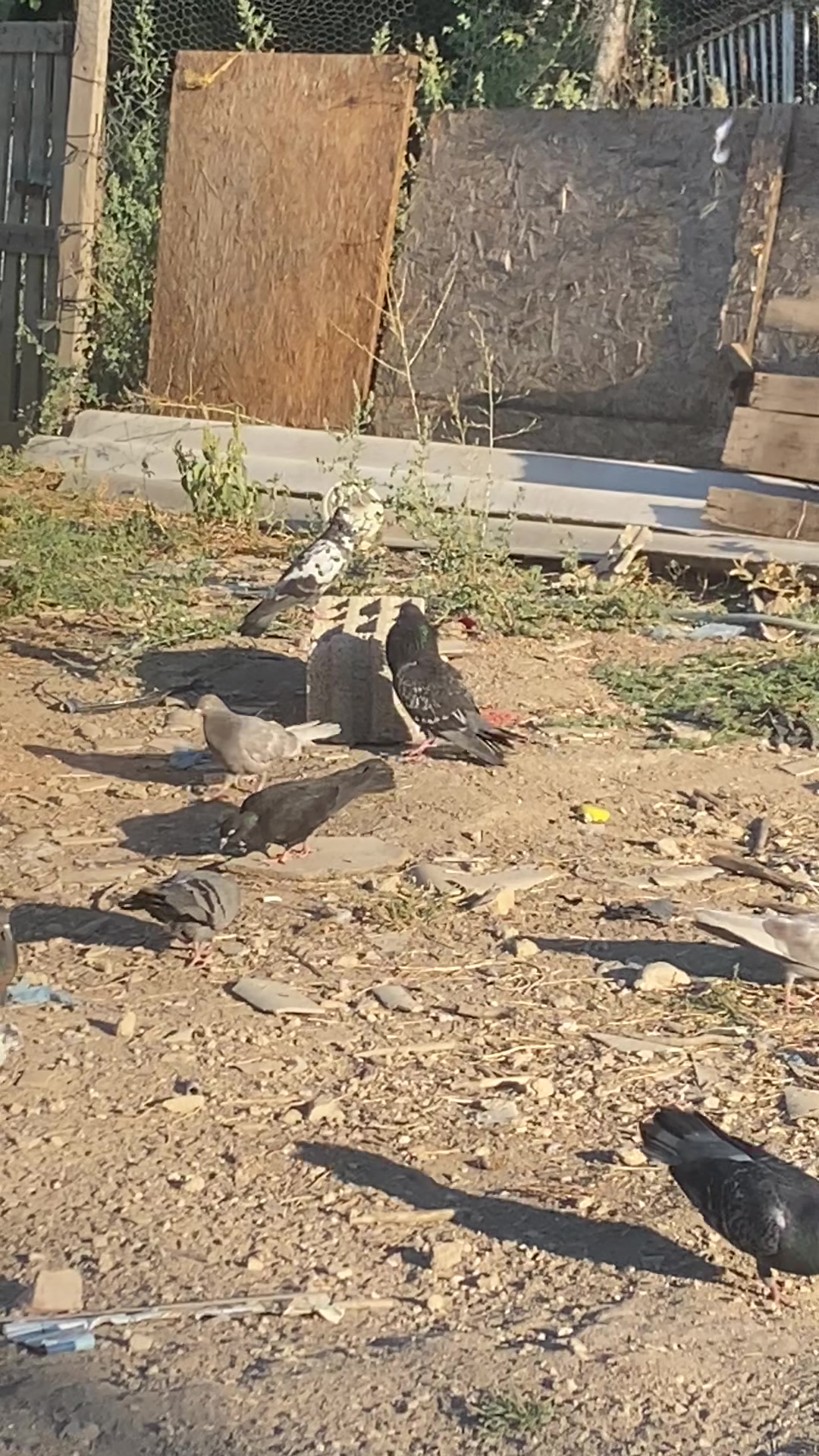 @Miro dolapçıları