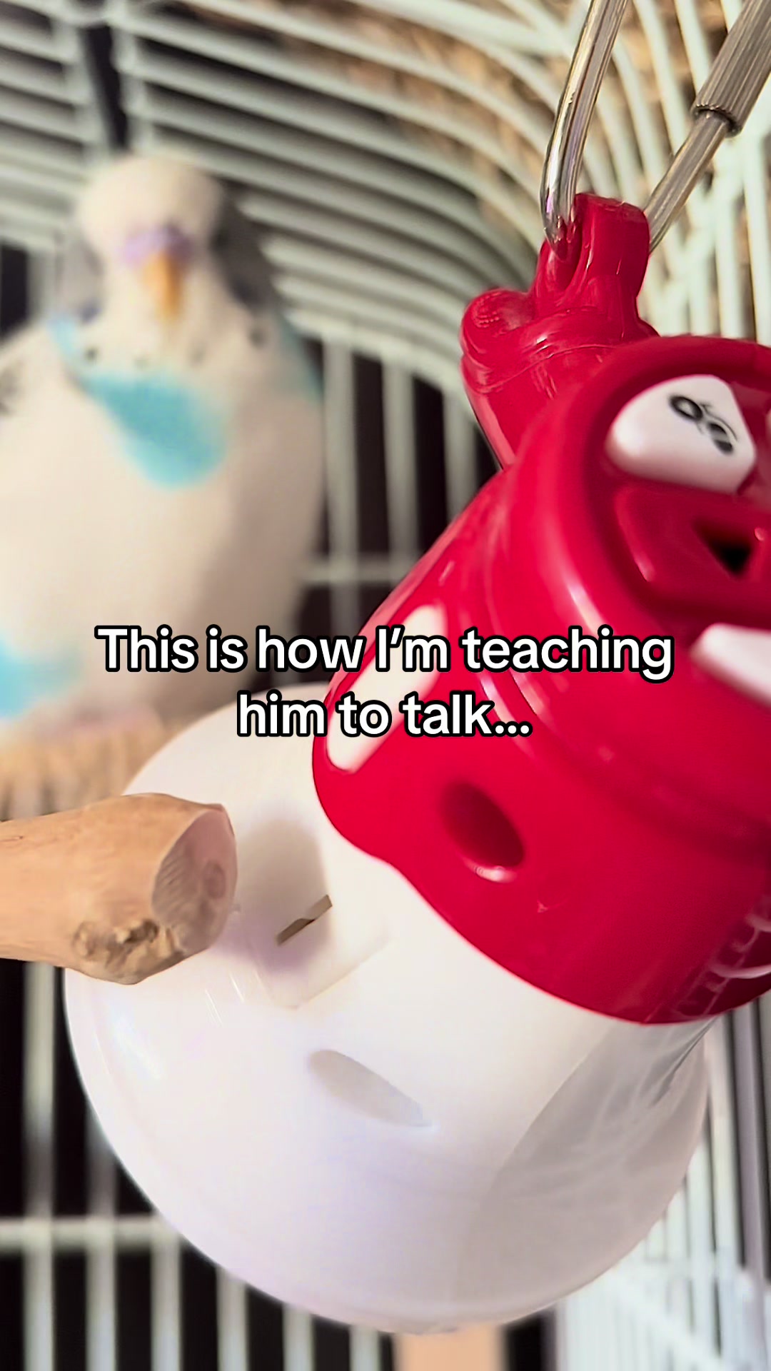 @Tiny Tweets
