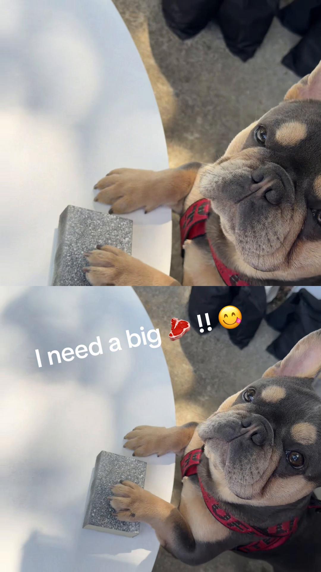 @CANELO & MAYA🐾🧡💜 ALVAREZ