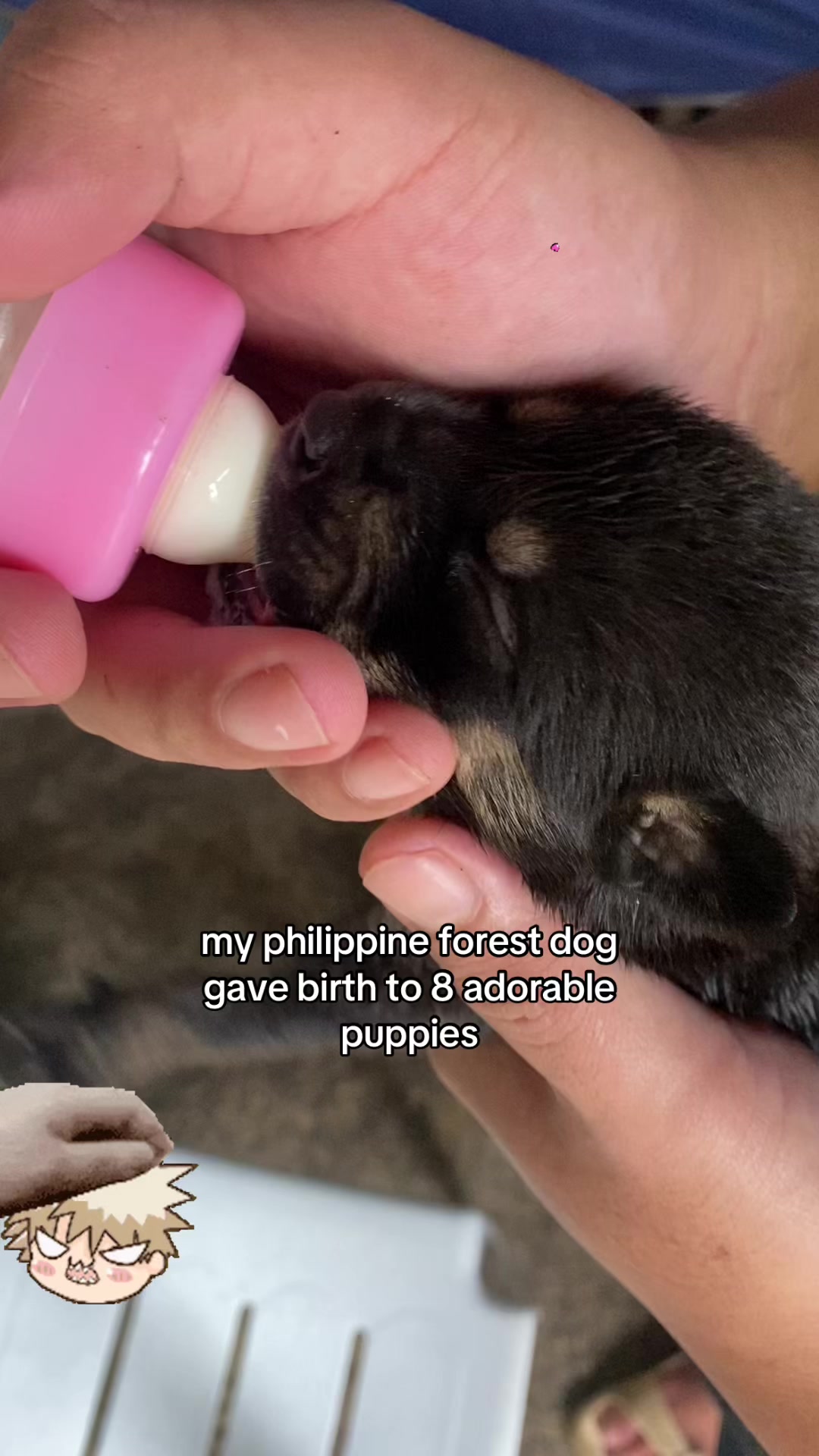 @ashiji