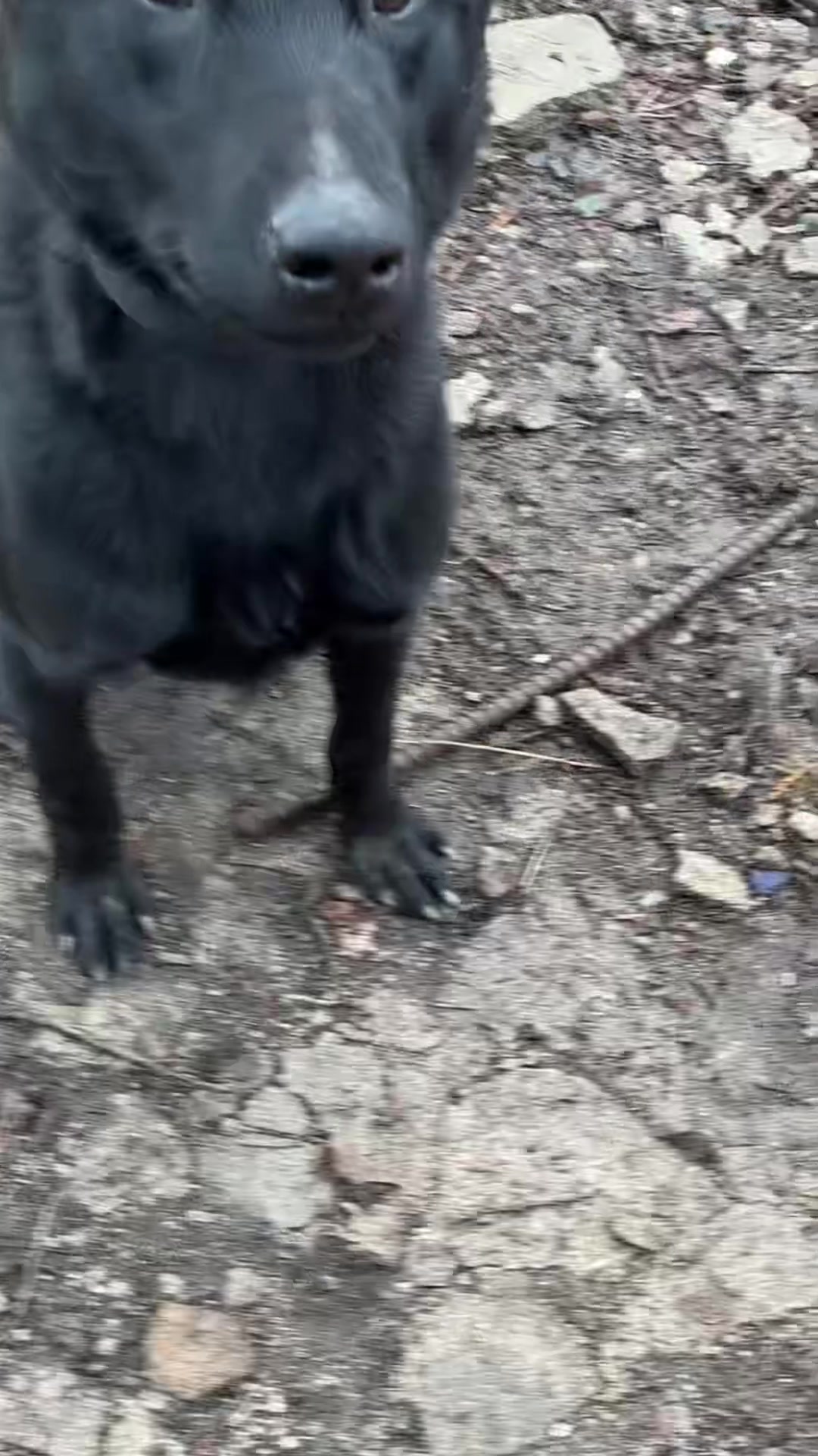 @Detroit belgian malinois