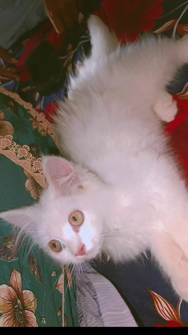 @Q&uuml;&egrave;&egrave;n❤️🥰✌️