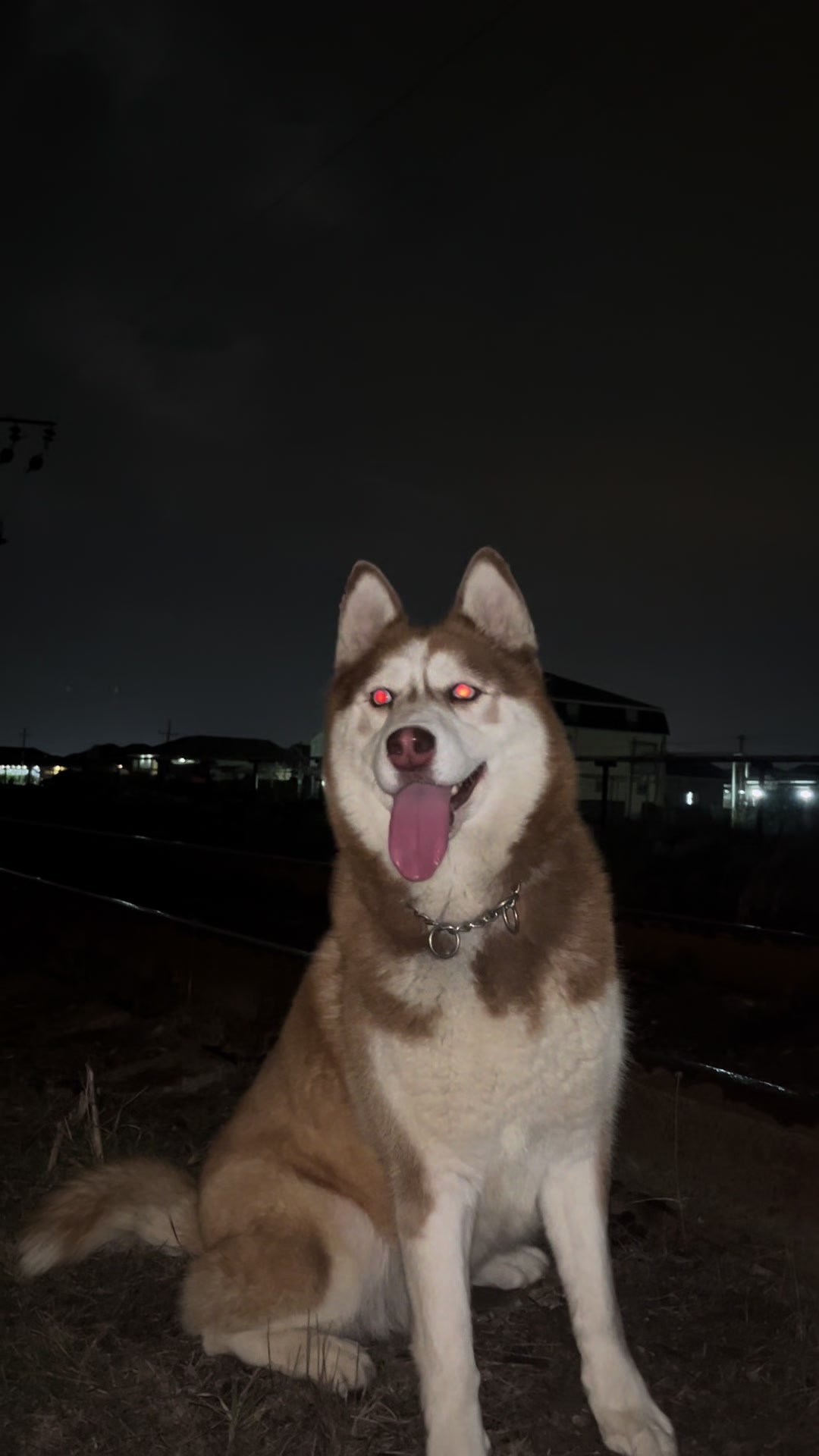 @lbella_Huskyy