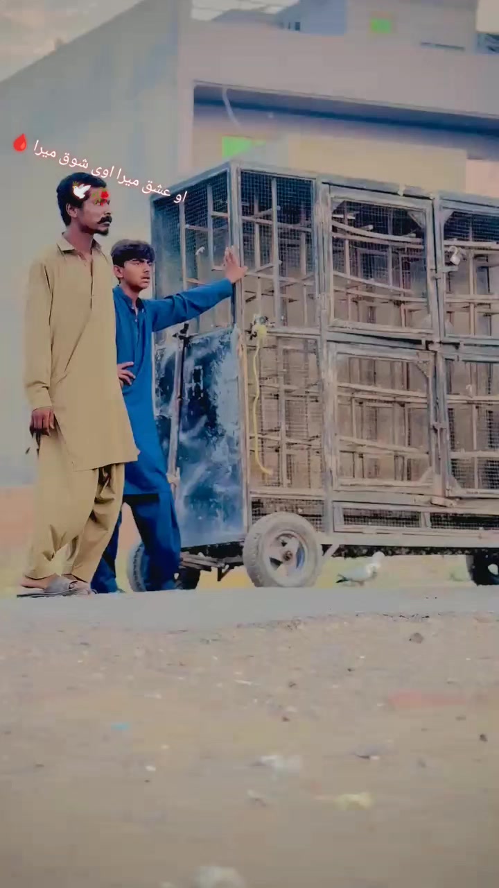 @عدیل رحمن لیہ وال کبوتر باز
