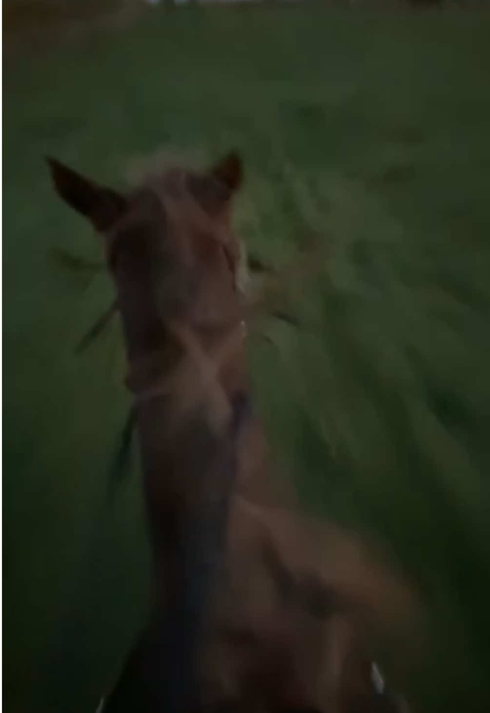 @lailah n taz