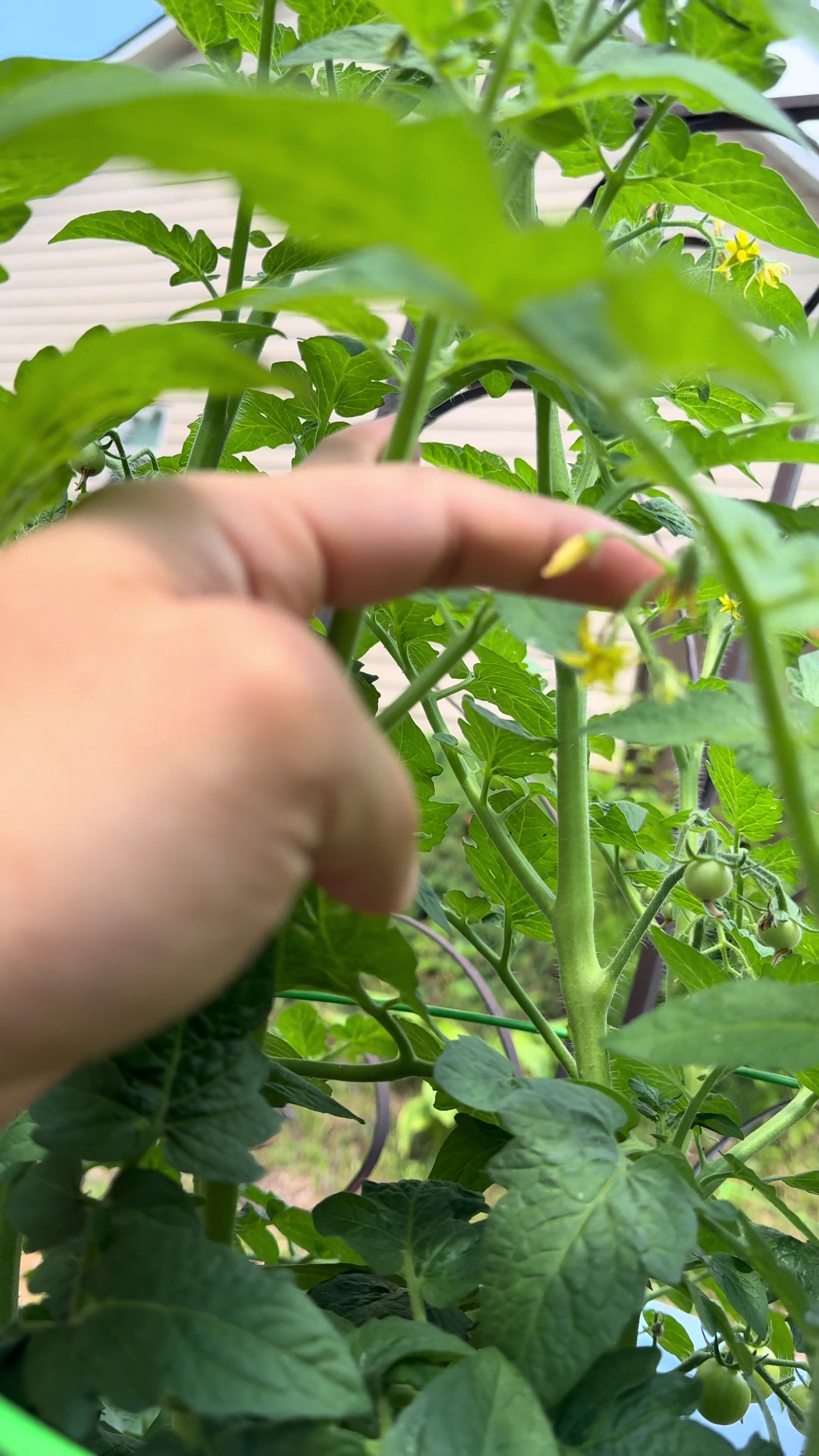 @Buff Gardener
