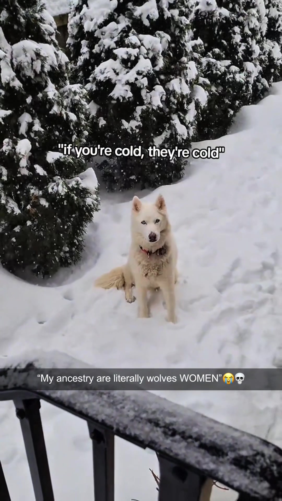 @petsoftiktok
