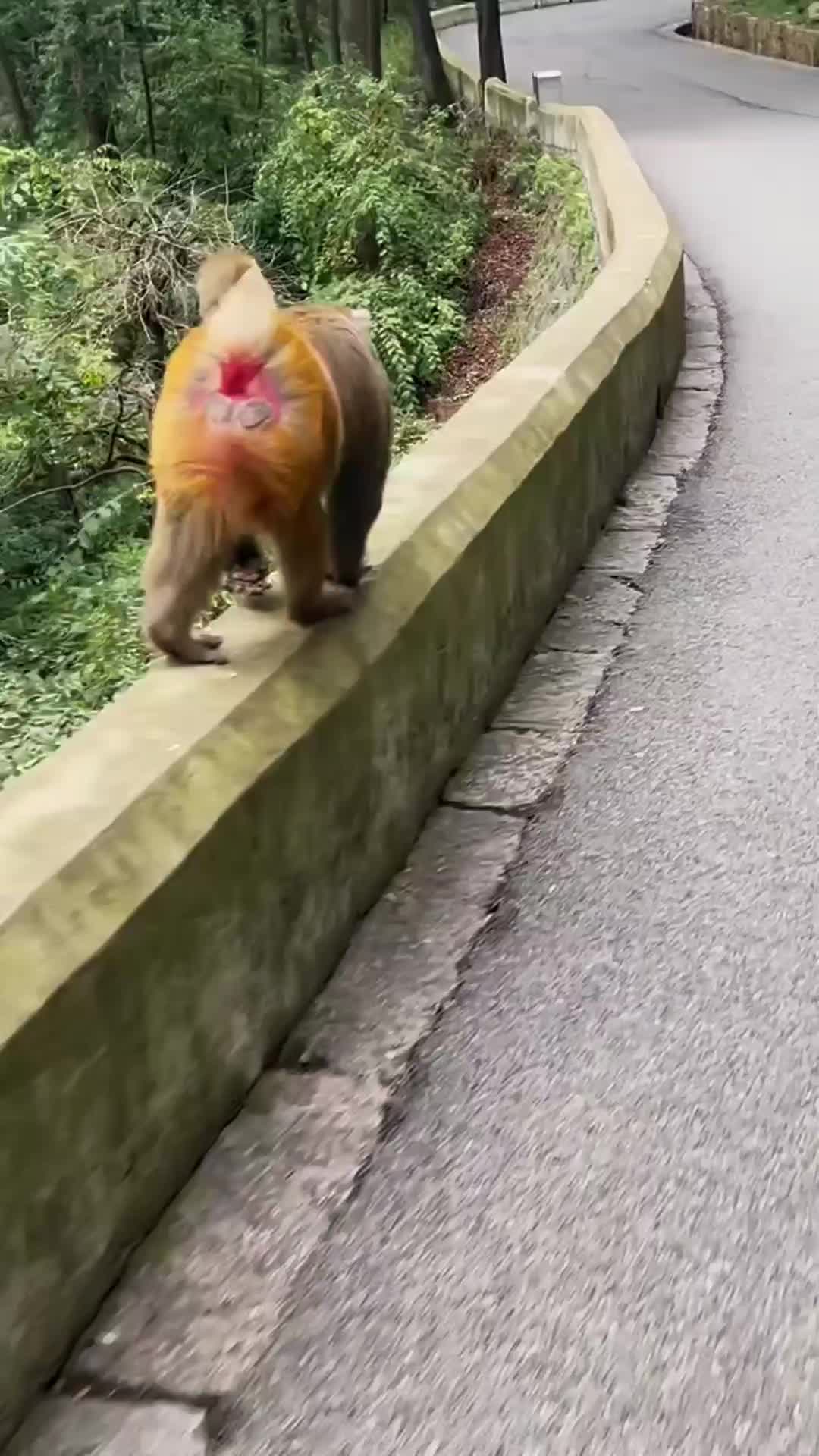 @LilMonkeyVibes