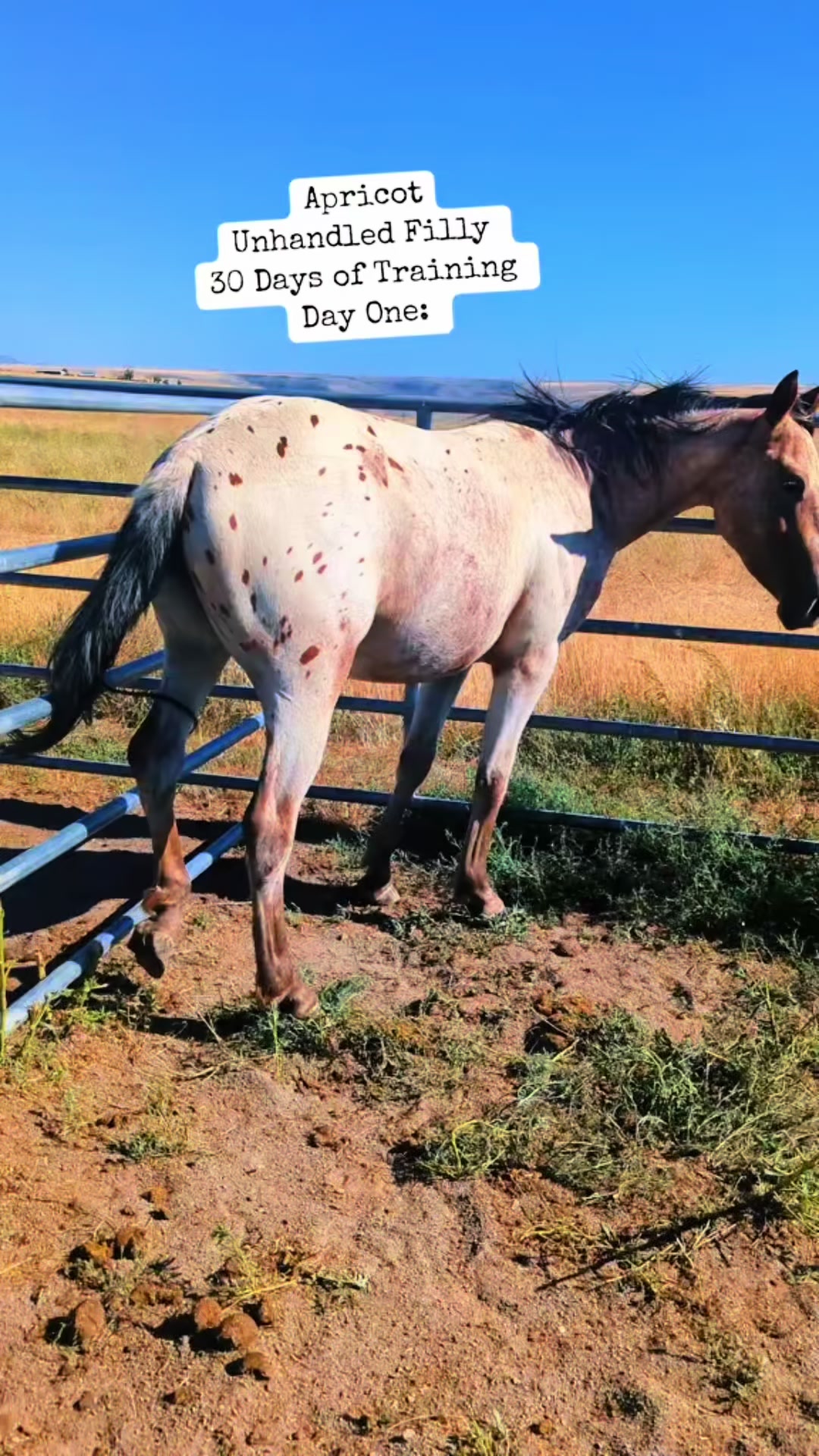 @Cowgirl Tuff Colt Training ❤️