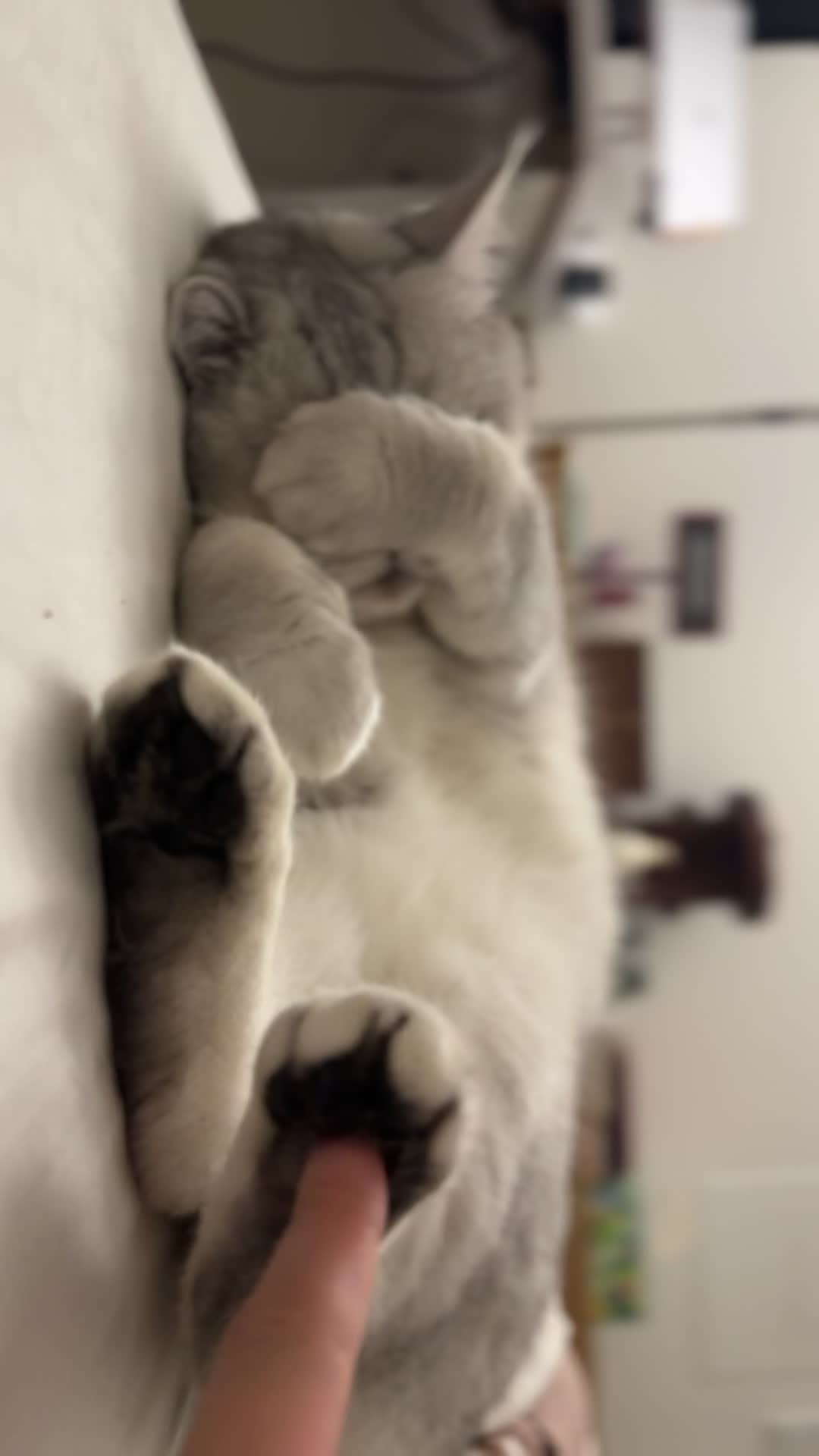 @riceballmeow88