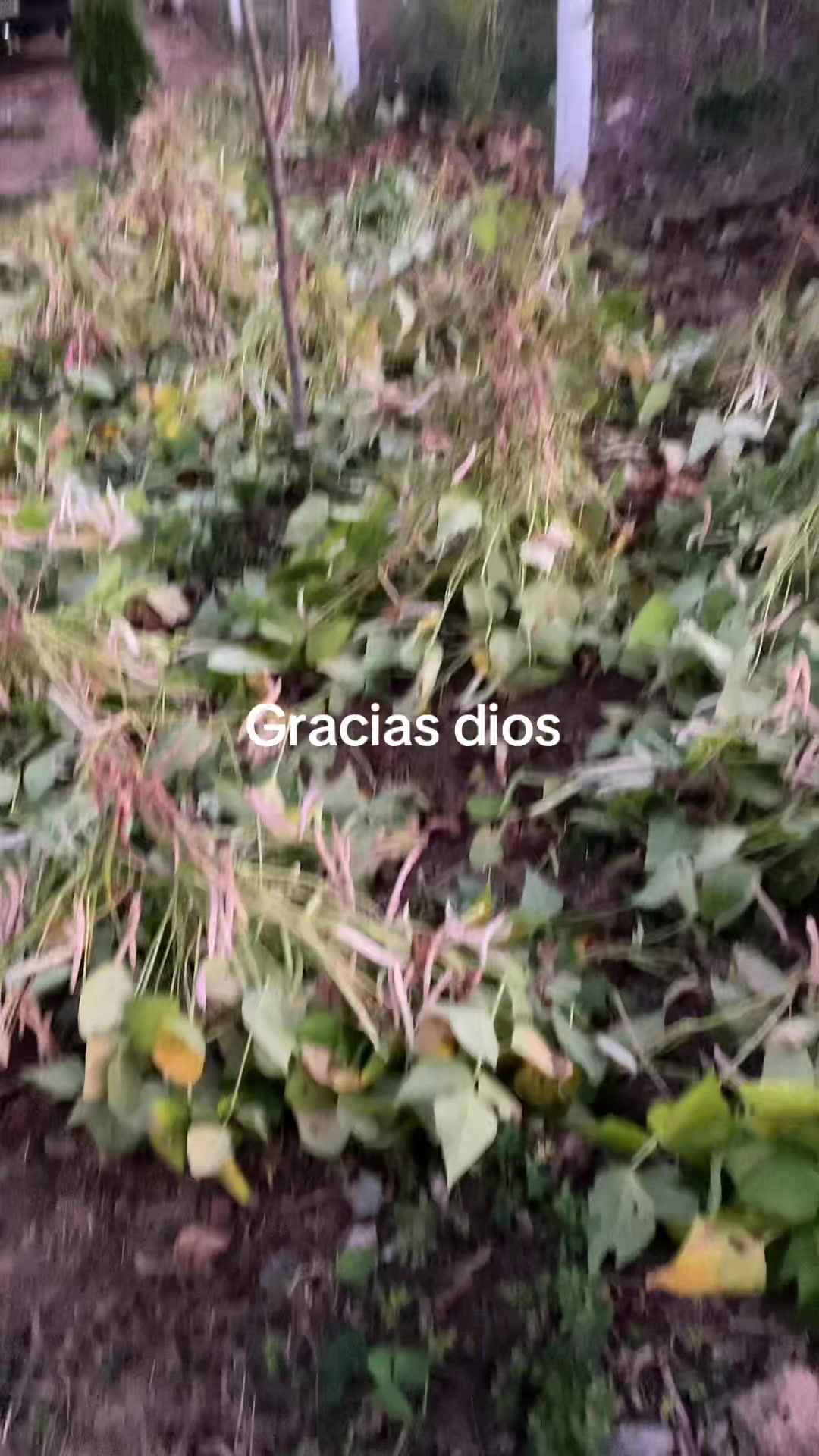 @Solorzano