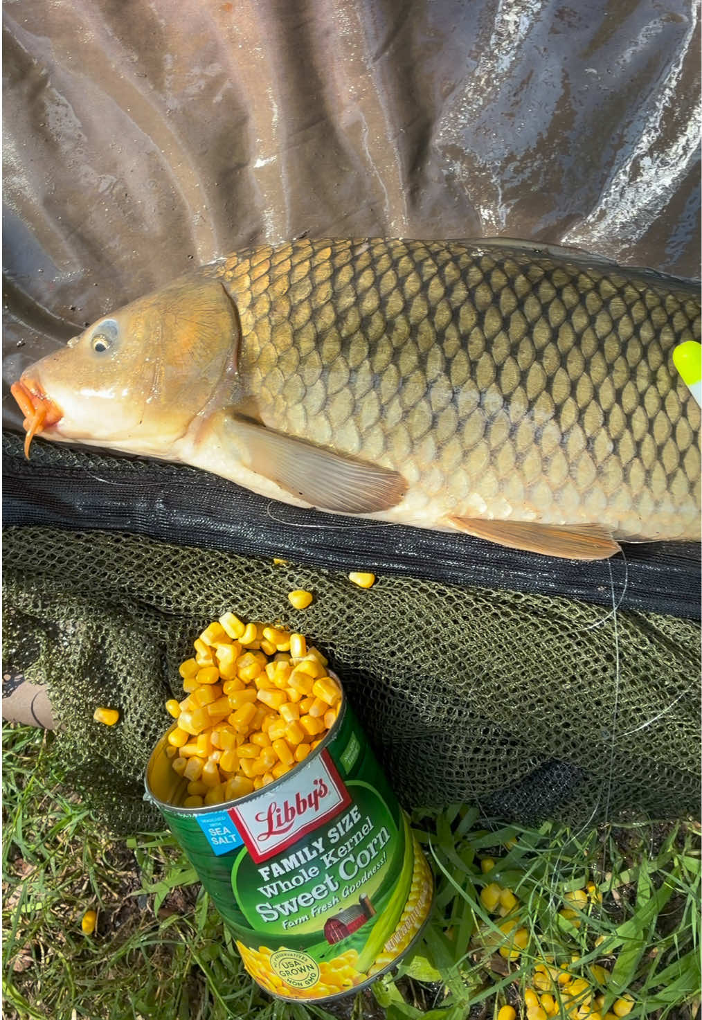 @Dunamis Angling