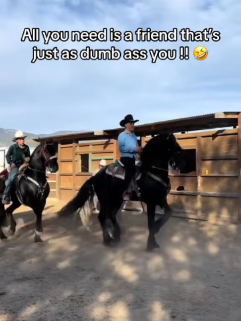 @Horses TikTok
