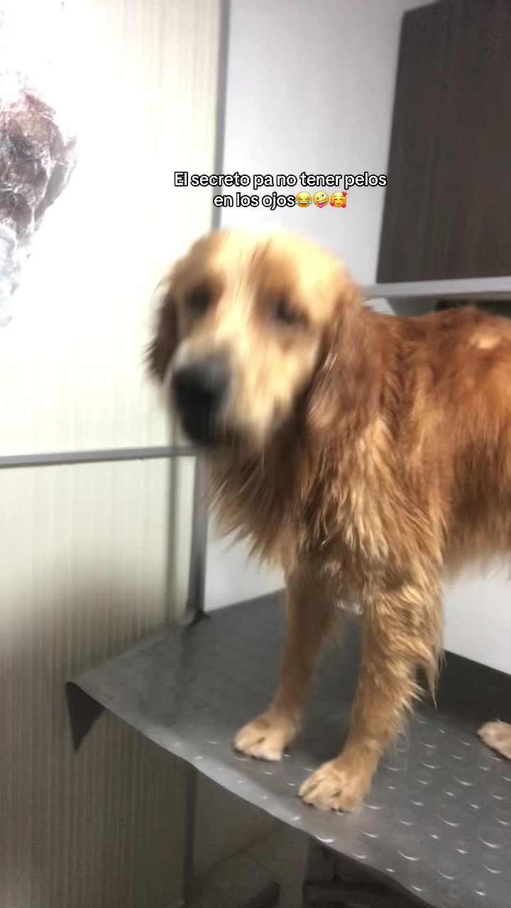 @Laura Hernandez |Vet