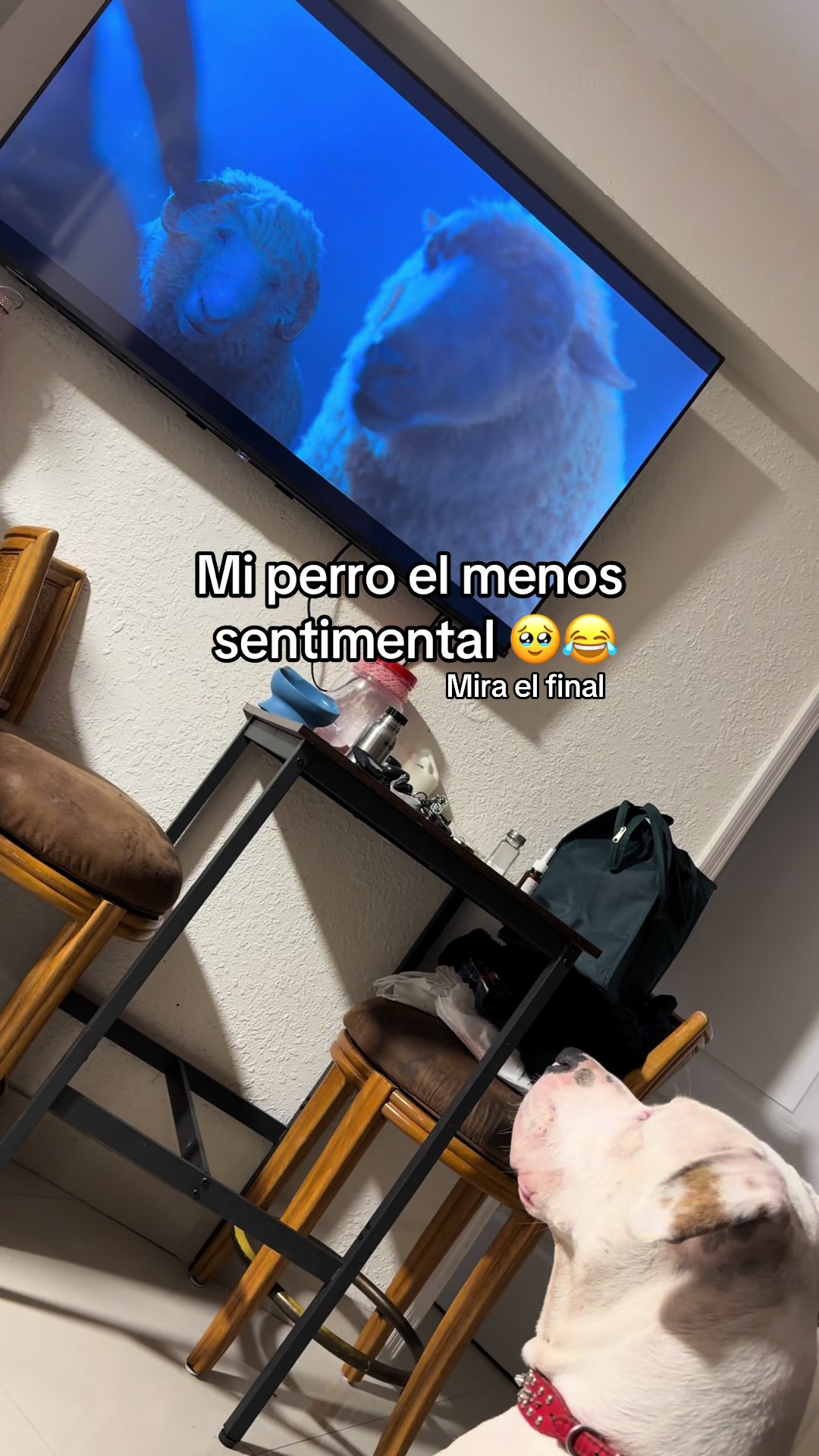 @Lau._Magon
