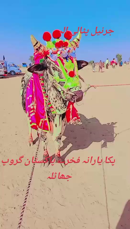 @jamshaid7499