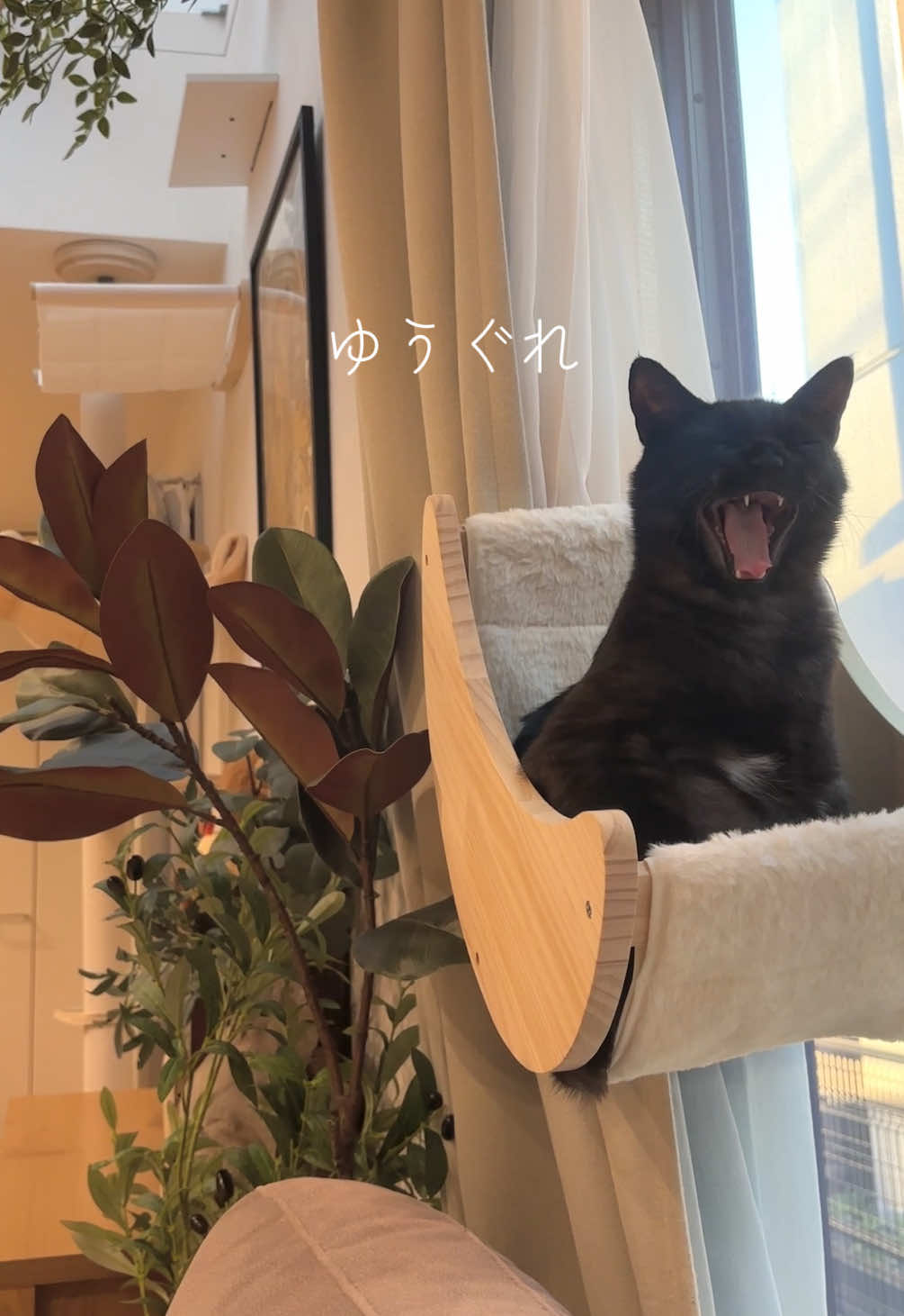 @飼い主とネコたち