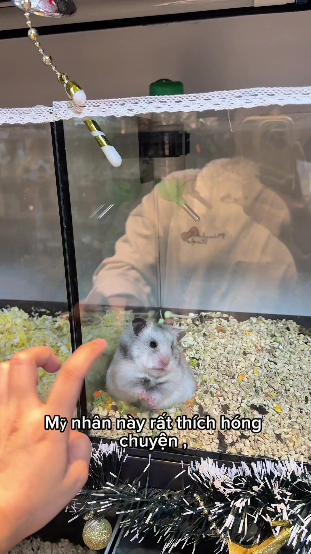 @Liu Liu Hamster - Pet Shop