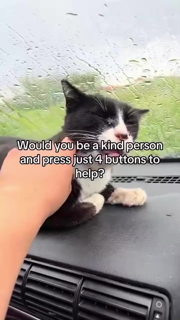 @united Stray haven