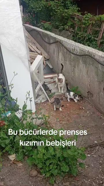 @Fatoşçırpan34