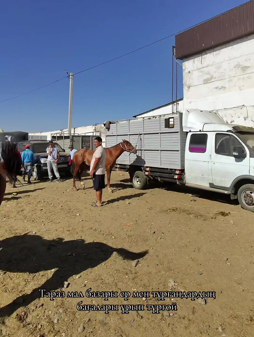 @Konnaya_progulka_taraz🐎