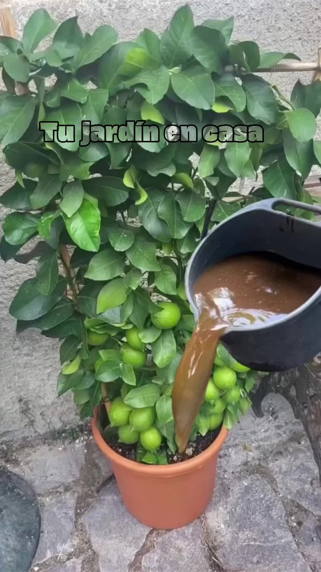 @Tu jard&iacute;n en casa