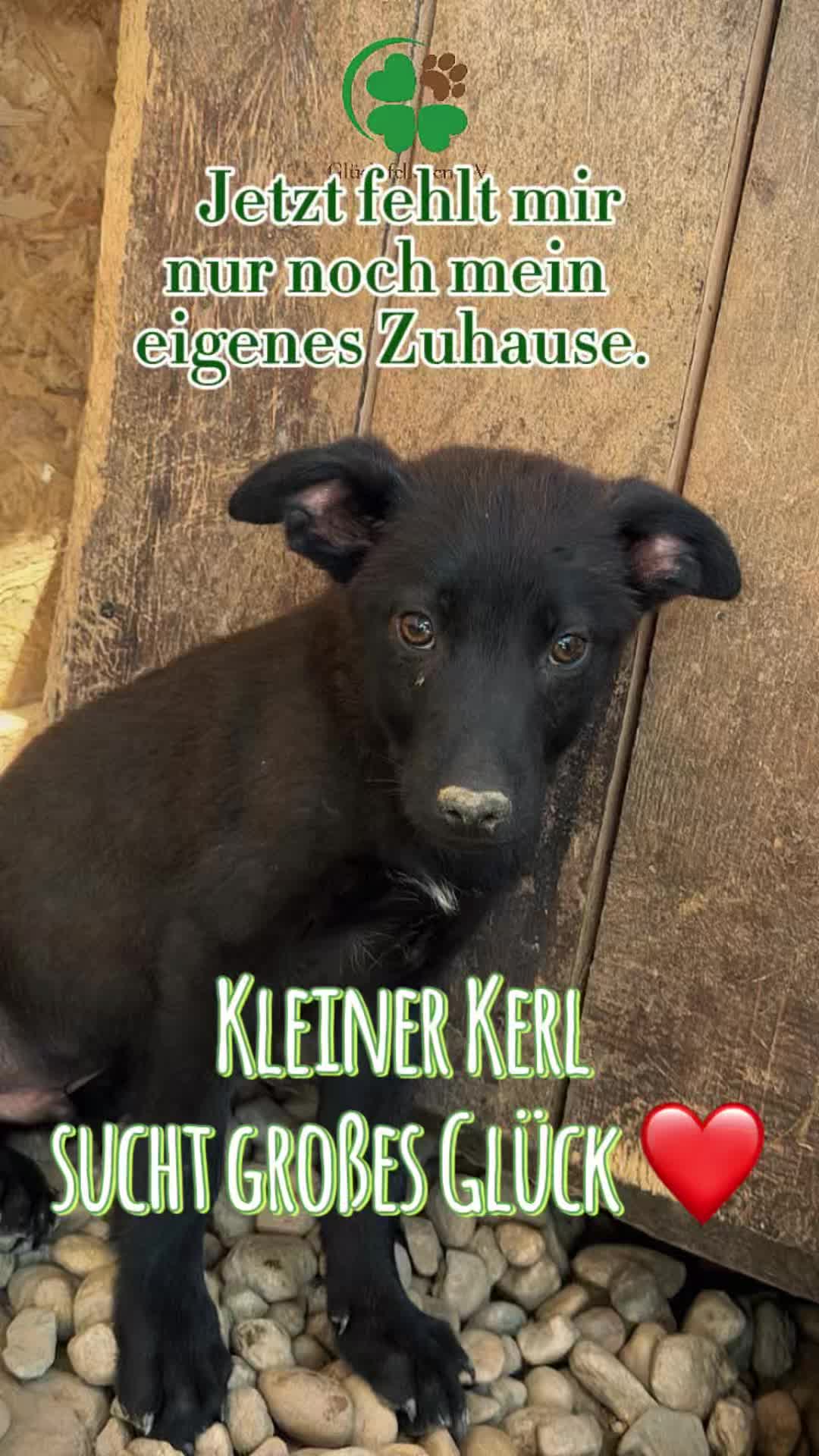@Glücksfellchen Tierhilfe e.V.