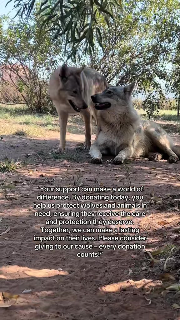 @allheartsfoundation